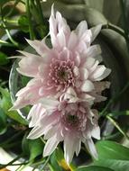 Chrysanthemum Pink Flowers Garden