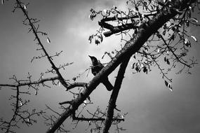 Bird Wildlife Animal