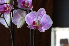 Orchids Flower