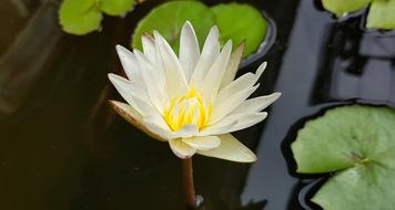 Lotus Lily Water