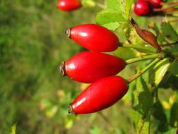 Red Fruit Rose Hip Plant