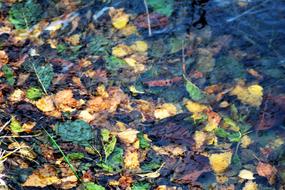Leaves Autumn Water