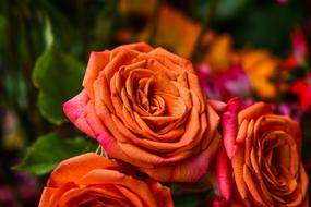 Rosa Flower Petal Bouquet Of