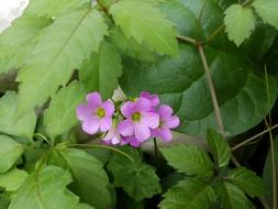 pink green Flowers macro