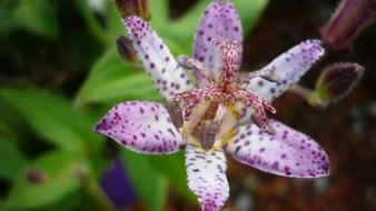 Tricyrtis Hirta Flower