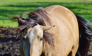 Horse Ride Reiter