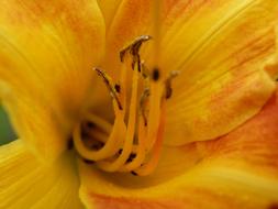 Flower Nature Beautiful