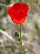 Poppy Ababol Rosella