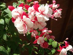 Flower Fuchsia Hybrida