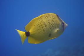 Fish Underwater Ocean