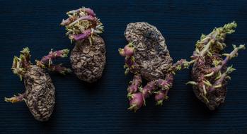 ripe potatoes on the table