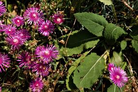 Flower Blossom Bloom