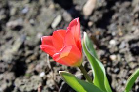Tulip Spring Flowers
