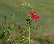 Red Cyprus Vine Flower Bud