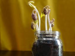 Seed Yellow Germinate