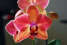 Flower Orchid Red