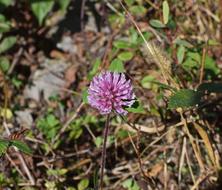 Purple Clover Blossom Bloom