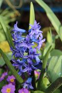 Hyacinth Blue Spring
