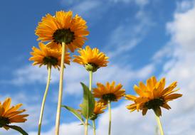 Słoneczniczki Rough Yellow Flowers