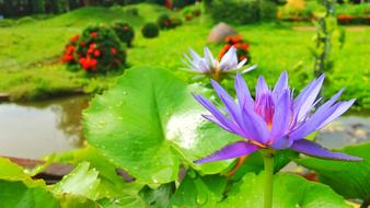 Lotus Flowers Purple