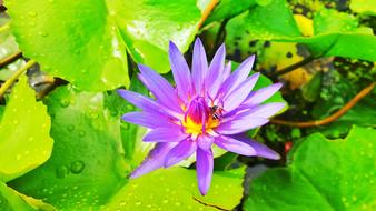 Lotus Flowers Purple