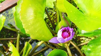Lotus Flowers Purple