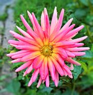 Dahlia Flower Garden Plant Single