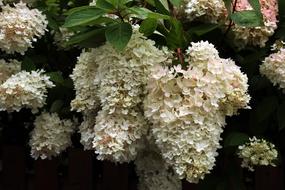 Hydrangea Flowers Blossom
