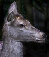 Red Deer Doe Portrait Animal