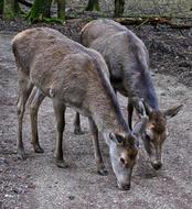 Red Deer Doe Park Bald