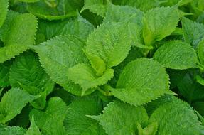 Flower Floral Nature