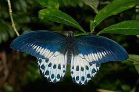 Butterfly Nature Wing