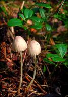 Mycena Mushrooms Grebes