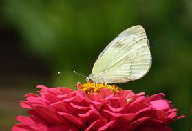 Nature Butterflies Bielinek
