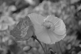 Flower Black And White Photo