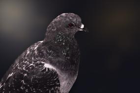 Paloma Birds Wild Life