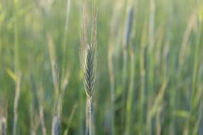 Field Nature Natural