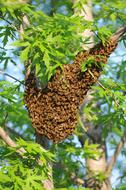 beehive in the woods