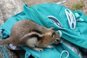 Squirrel Nature Animal