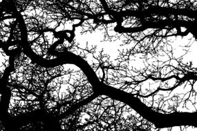 winter tree branches leafless