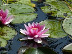 Water Lilies Flower Nature