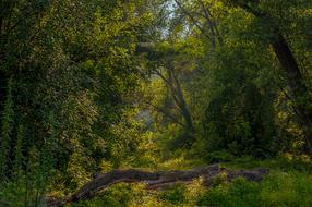 Landscape Balance Beam Forest