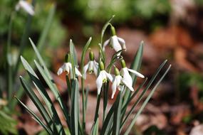 Snowdrop Nature Plant