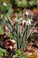 Snowdrop Nature Plant