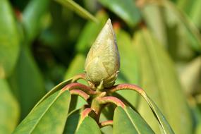 Rhododendron Rhododedron Buds Pink