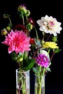 Dahlias Flowers Vase Dahlia