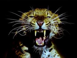 fractalius nature animal world