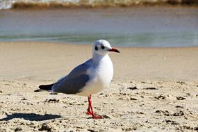 Sand Beach macro blur
