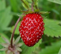 Fruit Nature Fragaria Vesca