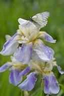 Butterfly Iris Flowers Botanica